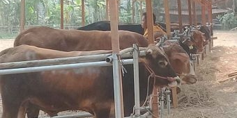 Bos Perusahaan Rokok PT RMS Pasuruan Kurban 91 Sapi, 80 Ekor Disebar ke Masjid dan Musholla