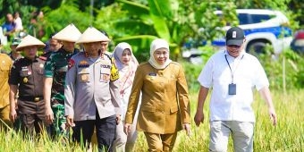 Panen Raya Padi di Ngawi, Gubernur Khofifah Siap Jaga Jawa Timur Jadi Lumbung Pangan Nasional