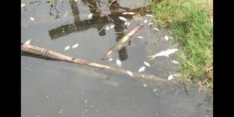 Ribuan Ikan di Tambak Wilayah Desa Rangkah Kidul Mendadak Mati, Diduga Tercemar Limbah