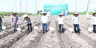 Dampingi Petani Tanam Varietas Baru, Plt Bupati Tulungagung Dorong Revolusi Sistem Tanam Tebu Modern