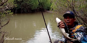 Auto Strike! Gacor Modal Lumut dan Campur Bahan ini Jadi Umpan Mancing Ikan Belanak Babon