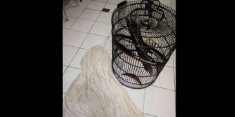 Maling Burung di Krian Babak Belur Dihajar Massa
