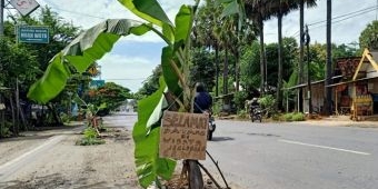 Kesal Banyak Lubang Menganga, Warga Tanami Jalan Pantura Tuban dengan Pohon Pisang