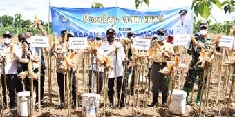 Produktivitas Jagung di Lamongan Meningkat, Road Map Harus Dilanjutkan