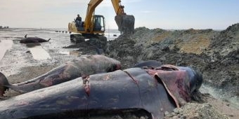 Takut Meledak, Tubuh 48 Ikan Paus Disayat-Sayat sebelum Dikubur Massal di Modung Bangkalan