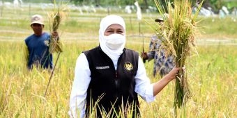 Wujudkan Ketahanan Pangan, Gubernur Khofifah Panen Raya Padi Varietas Unggul di Malang