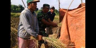 Babinsa di Surabaya Dampingi Petani Panen Padi