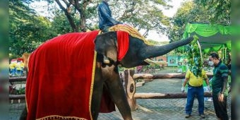 Cak Eri Jadi Orang Tua Asuh Komodo dan Gajah, Cak Ji Jalak Bali