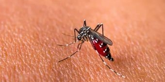 Kasus DBD di Sampang Tembus 494 Selama 2025, Wilayah Kota Paling Banyak