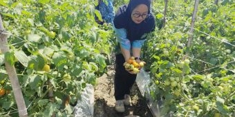 Inovasi Pupuk Agensi Hayati, Hasil Panen Tomat Petani Desa Paron Naik Dua Kali Lipat