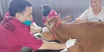 Antisipasi PMK, Disnak Bangkalan Jadwalkan Vaksinasi Massal Bulan Depan