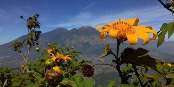 Tak Hanya Hilangkan Stres, Profesor Jepang Sebut Hutan Mampu Bunuh Sel Kanker