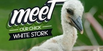 Dubes Polandia Hadiri Pemberian Nama Bayi White Stork
