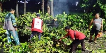 PMI Kota Probolinggo Terjunkan Relawan untuk Bantu Warga Terdampak Pohon Tumbang