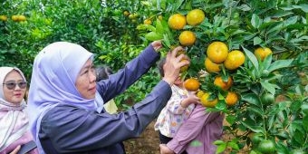 Gubernur Khofifah Ajak Masyarakat Konsumsi Jeruk Lokal, Lawan Ketergantungan Impor