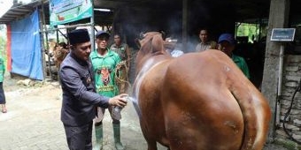 Tahun ini Pemkab Pamekasan Tak Salurkan Hewan Kurban, Imbas Efisiensi Anggaran