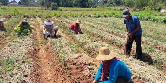 Petani Rubaru Sumenep Nikmati Manfaat Upland Project Bawang Merah