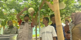 Inovasi Smart Farming Machida oleh Petani di Sumenep: Satu Pohon Melon Bisa Hasilkan 30 Buah