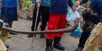 Sarang Ular Piton Gegerkan Warga Kalilom Surabaya