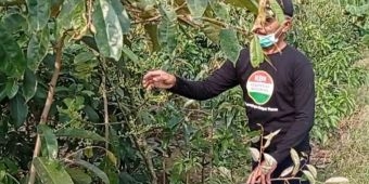 Kebal Pandemi, Bisnis Bibit Buah Warga Blitar Ini Raup Untung Puluhan Juta per Bulan