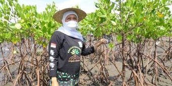 Upaya Wujudkan Net Zero Emission 2060, Hutan Mangrove di Jatim Terluas di Pulau Jawa