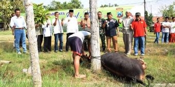 Rayakan Idul Kurban, Polres Pamekasan Sumbang 17 Sapi 