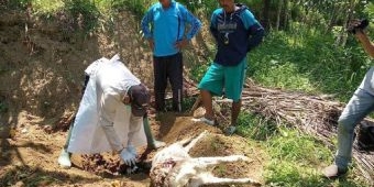 BPBD Pacitan Pastikan Kematian Hewan Ternak Akibat Serangan Anjing Hutan, Bukan Harimau