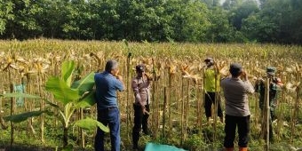 Wujudkan Swasembada Pangan di Ngawi, Polsek Geneng Bersama Tiga Pilar Panen Jagung