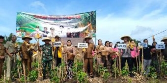 Hari Pertama Kerja, Wakil Bupati Blitar Panen Jagung di Kecamatan Panggungrejo