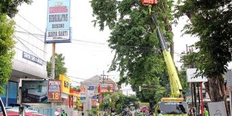 Tak Hanya Dipangkas, ​Begini Cara Pemkot Kediri Merawat Pepohonan di Pinggir Jalan