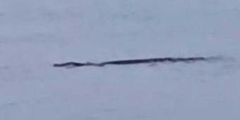 Buaya 3 Meter Muncul di Perairan Sampang