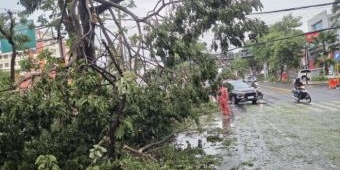 Hujan Deras dan Angin Kencang Akibatkan Pohon Tumbang di Surabaya Barat