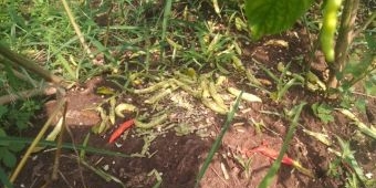 Tikus di Jombang Tak Hanya Serang Padi dan Jagung, Tapi Juga Doyan Cabai, Petani Merugi