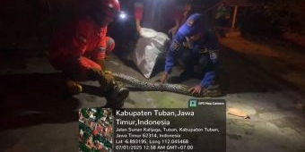 Resahkan Warga, Damkar Tuban Evakuasi Ular Piton Sepanjang 3 Meter di Kelurahan Latsari