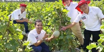 Peluncuran Benih Melon Davina F1 Pecahkan Rekor Muri Lewat Panen Serentak Seribu Petani di Nganjuk