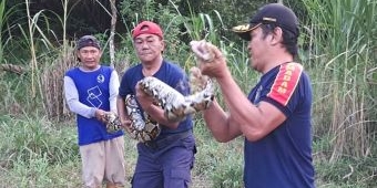 Damkar Kabupaten Kediri Evakuasi Ular Piton 6 Meter di Gurah