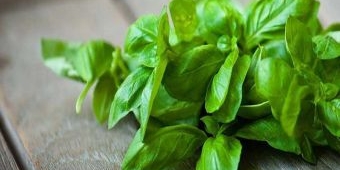 Ini Manfaat Daun Kemangi untuk Kesehatan Tubuh dan Pikiran