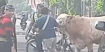 Sapi Kurban Jumbo Ngamuk di Lamongan Kota, Warga dan Pengendara Panik