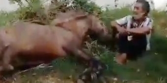Diduga Kelelahan, Kuda Iring-iringan Ritual Adat Puter Kayun Boyolangu Banyuwangi Mati di Jalan
