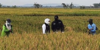 Hadiri Panen Raya di Tuban, Gubernur Jatim Ajak Petani Milenial Tingkatkan Kualitas Produksi Padi