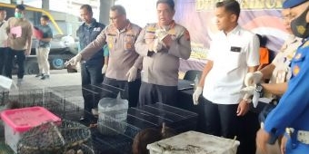 Polisi Bongkar Penyelundupan Ratusan Satwa Dilindungi, Ada Burung Cendrawasih hingga Kangguru