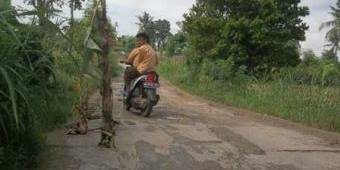 Lama Tak Diperbaiki, Jalan di Sumenep Ditanami Pisang