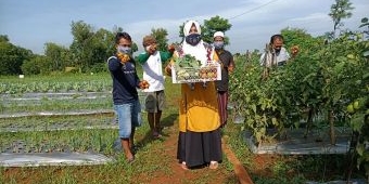 PHE WMO Sulap Lahan Tandus Jadi Lahan Subur Penghasil Tanaman Hortikultura