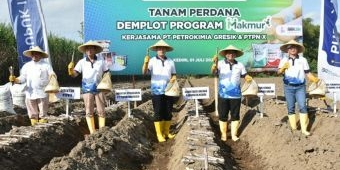 Petrokimia Gresik dan PTPN X Sukses Tingkatkan Produktivitas dan Pendapatan Petani Tebu di Kediri