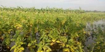 Cuaca tak Menentu, Petani Tembakau Bojonegoro di Bojonegoro Rugi Besar