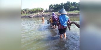 Sungai Bengawan Solo Mengering, Warga Baron Gresik Bisa Menyeberang dengan Jalan Kaki