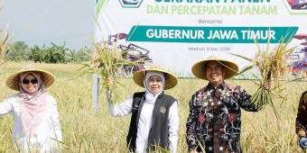 Jawa Timur Jadi Produsen Padi Terbesar Nasional 2026