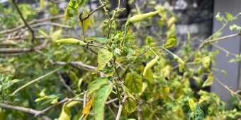 Harga Sembako Jatim 8 April 2025: Cabai Rawit Rp73.797/kg, Beras Medium Rp12.497/kg