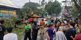Pohon Tumbang di Nginden Surabaya Timpa 2 Mobil, 2 Orang Luka-Luka