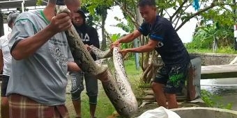 Sering Mangsa Unggas Milik Warga, Ular Piton Sepanjang 5 Meter di Pasuruan Ditangkap